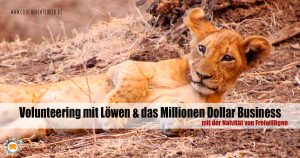 Volunteering_Loewen_Millionen_Dollar_Business_Naivitaet_Freiwillige