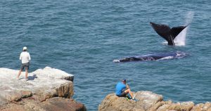 Walbeobachtung-Walsaison-Whalewatching-Südafrika-besten-Spots-Insider-Tipps