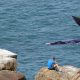 Walbeobachtung-Walsaison-Whalewatching-Südafrika-besten-Spots-Insider-Tipps