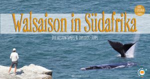 Walsaison-Whalewatching-Südafrika-besten-Spots-Insider-Tipps
