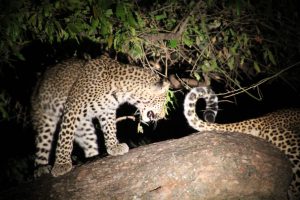 Wo_beobachtet_man_am_besten_Tiere_in_Afrika_Leopard
